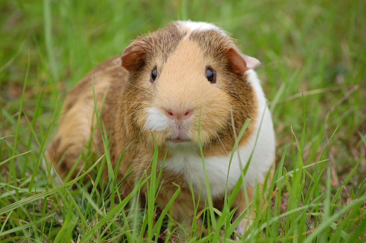 guinea pig, cavy, pet, guinea, rodent, mammal, animal, small, animal world, small animal, portrait, close up, nature, guinea pig, guinea pig, guinea pig, guinea pig, guinea pig on Little Critter Guide