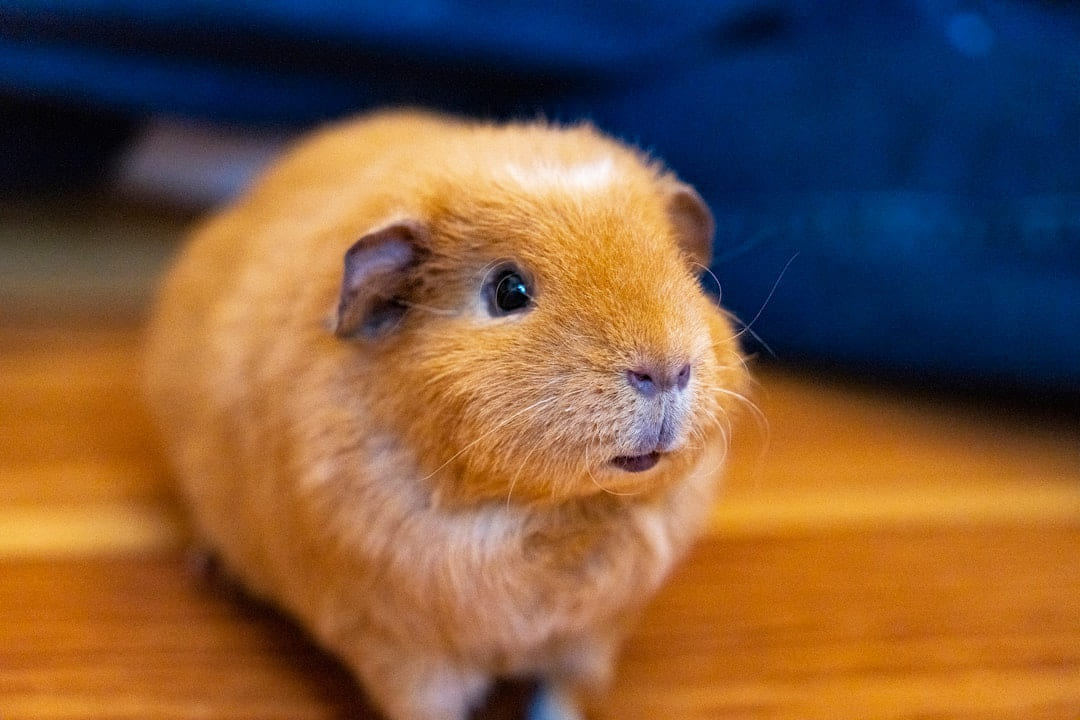 brown guinea pig on brown wooden table on Little Critter Guide
